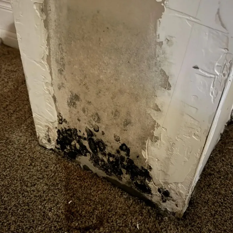 Professional Mold Removal in Dawson County, NE